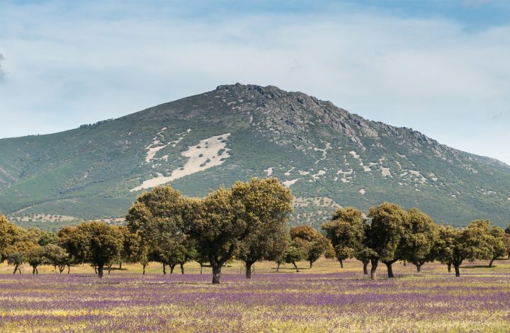 Montes de Toledo